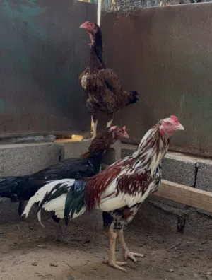 للبيع زجاج باكستاني
