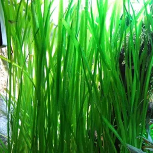 Tall grass العشب الطويل