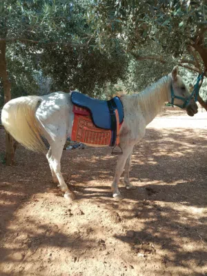 فرس للبيع بسعر حرق