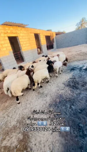 سعي بيوضي العمر 4 شهور