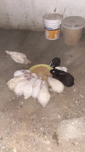 ارنب للبيع الحبه ب3