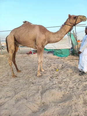 Camels1