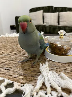 ببغاء دره هندي اليف