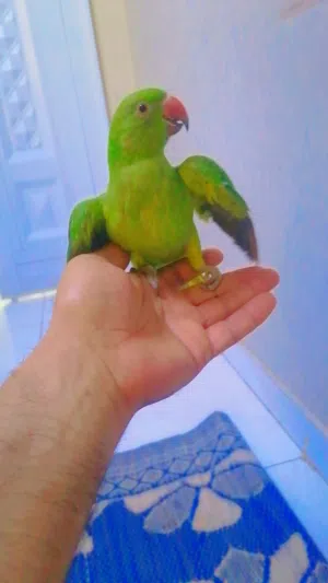 بغبغاء الدره أليف جدن للبيع أو البدل مع زوج كوكتيل