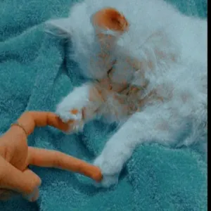 ميساء محمد فتيلي 