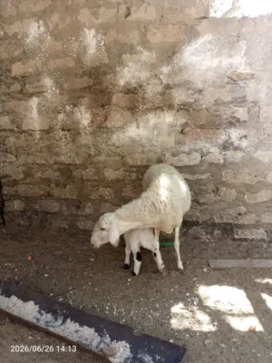 نعجة ولده خروف