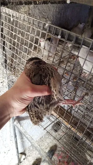 Birds4
