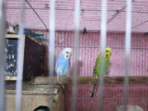 طيور حب اقراء الوصف