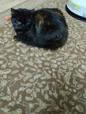 قطه سراجيه للتبني