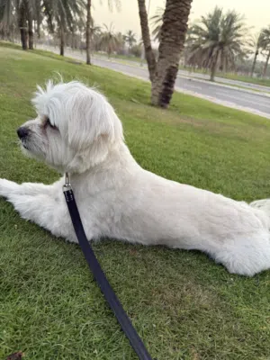 Maltase dog 1.8 years boy , very humble, sweet and trained basic commands ,all vet expecation meet.