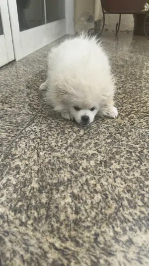 Pomerian puppy