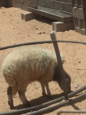 خروف وطني مستعجل