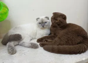 سكوتش دبل فولد بلوبوينت انثى