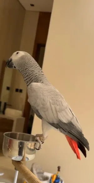 مطلوب كاسكو للشراء بسعر مناسب