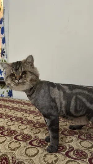 قط شيرازي عمره سنه