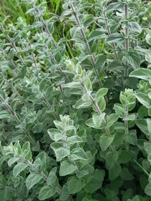 ارض للببيع شارع زفته مي كهربا قريبه. ع االفندق واماتين