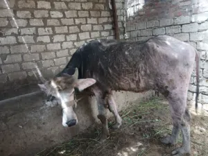 موجود عجول جاموس للبيع وتربيه بلدي فلاحي واسعار ممتازه من المربي علطول