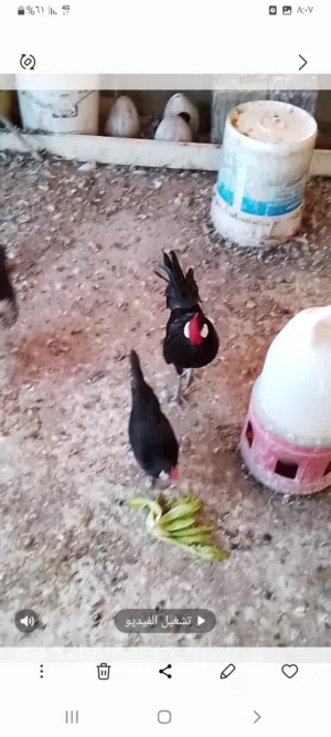 دجاج زينه شبرايت وبلتم