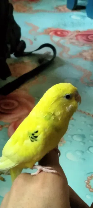 ببغاء بادجي ذكر اليف