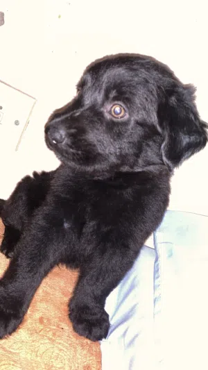 Black Retriever بلاك رتريفير