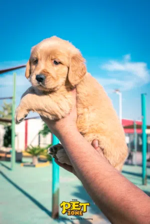 Golden retriever