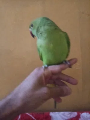 ببغاء اليف ومناسب حال الجهال