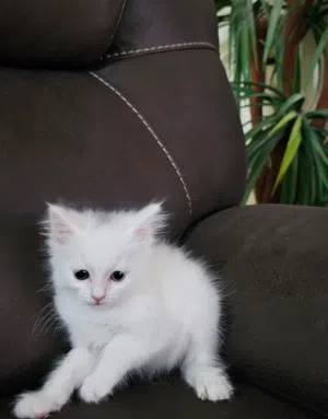 قطة kitten