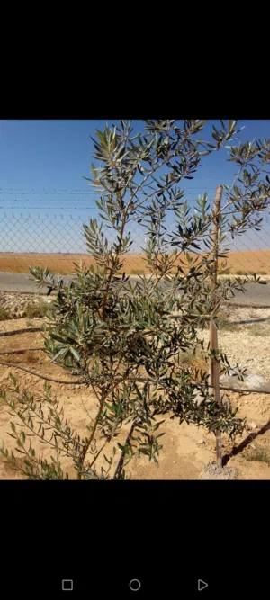 3 Bedrooms Farms for Sale in Amman Umm Al-Rasas