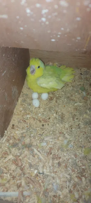 كوبيا ببغاء كاترينا