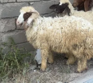 خروف للبيع
