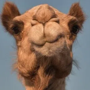سعيد فهد المعمري 