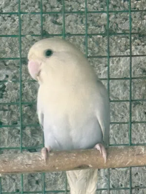 انثى روز منتجة بغزارة ماشاءالله