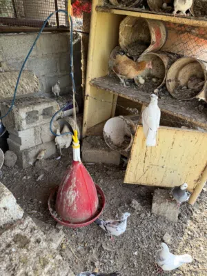حمام يتمتع بصحة جيدة وانتاج وفير