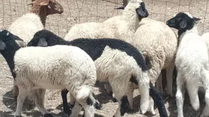 عدد 8 طروف بيوضي العمر من شهرين الي 3 خروف و7 فطايم