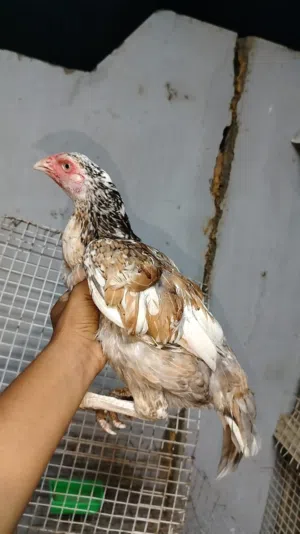 للبيع دجاجه خاكيه منتجه سنديه مضمونه