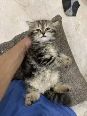 للبيع قطط كيتن العمر شهرين شيراز وسكوتش وهمالايا باشكال مختلفة