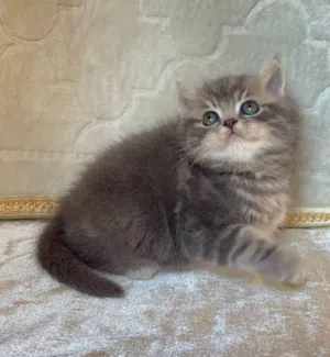 ذكر سكوتش ستريت عمره شهرين