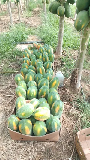 Vegetable & Fruit4
