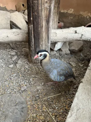 زوج حجل عربي منتج