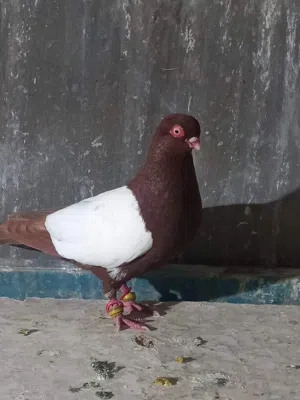 متاح فحل مزهور الصلاة النبي
