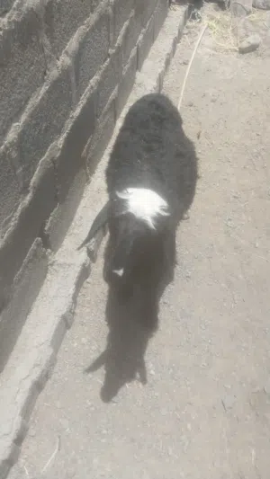 كبش مهجن عماني على نجدي