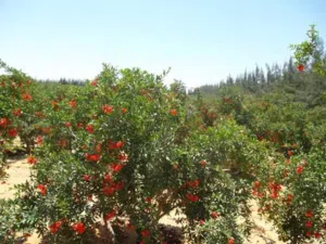 مساحة كبيرة تصلح للزراعة والاستزراع السمكي والداجني والحيواني بوادي المغرة بالظهير الصحراوي للعلمين