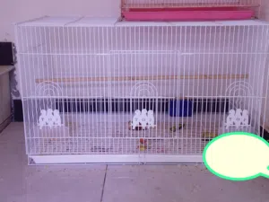 قفص ابو طيره اخو الجديد ستخدامه قليل مكاني صبخت العرب