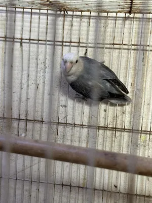 ‏طيور‏1
