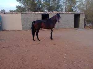 خيول للبيع