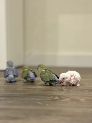 Parrots4