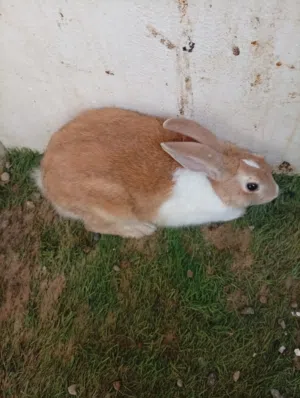 ارنب ذكر عمره 6 اشهر