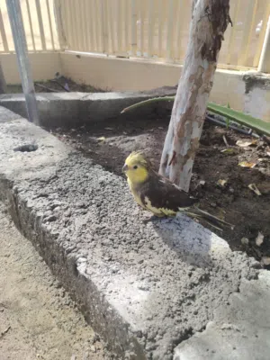 كوكتيل للبيع ذكر