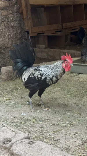 دجاج جمله .