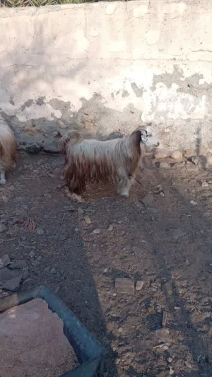 جدايه حوليات بنأت سنتين م عليهن كلام طعام قت وشعير